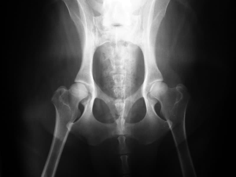 Canine Pelvis VD radiograph — atlas reference