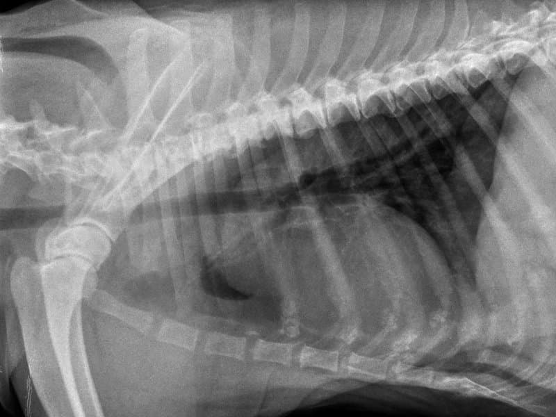 Canine Thorax lateral radiograph — atlas reference