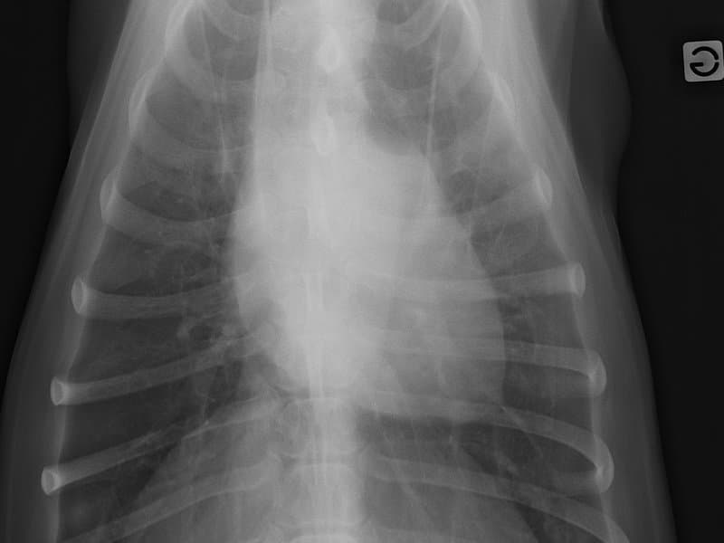 Canine Thorax VD radiograph — atlas reference