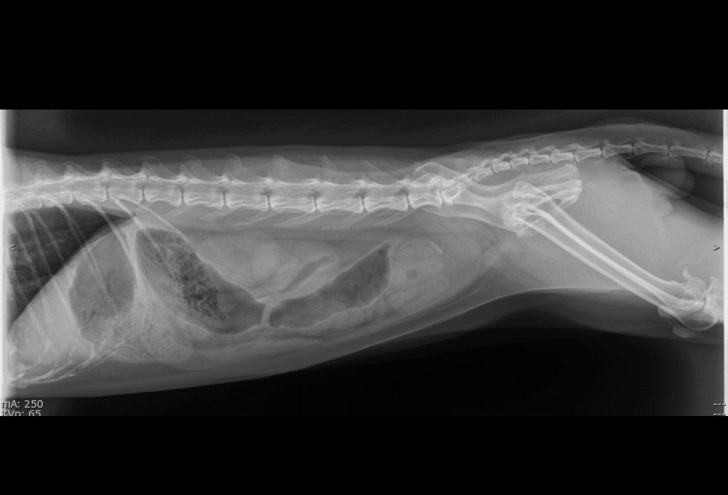 Canine Abdomen lateral radiograph — atlas reference