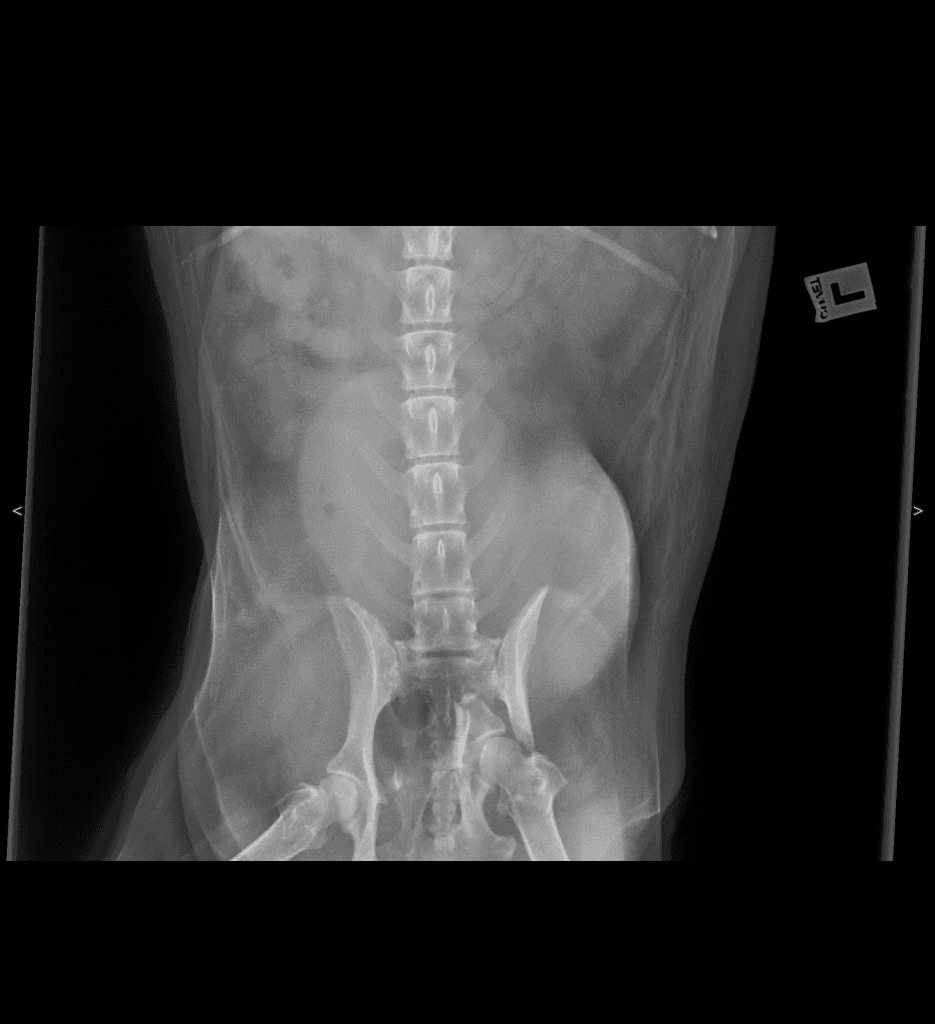 Canine Abdomen VD radiograph — atlas reference