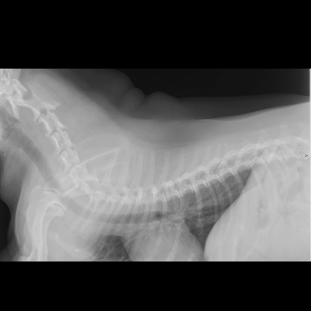 Canine Spine lateral radiograph — atlas reference