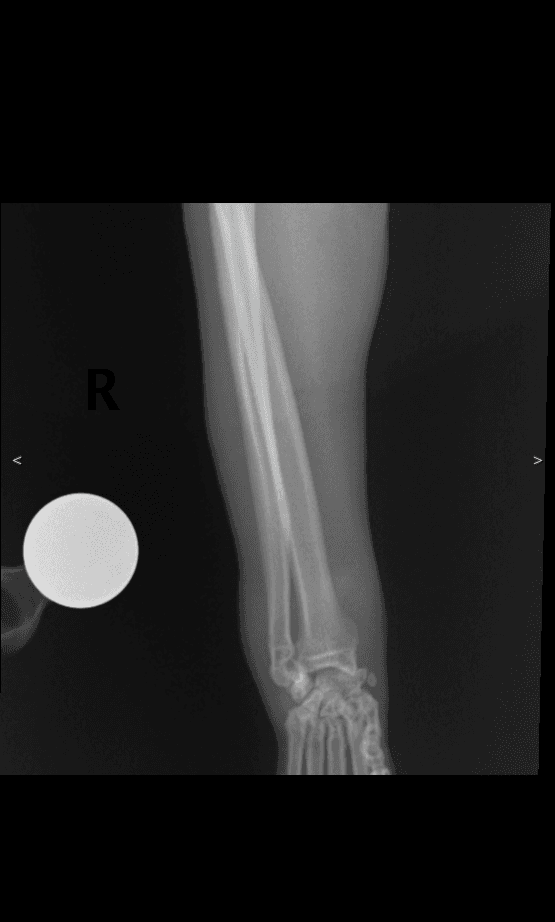 Canine Forelimb lateral radiograph — atlas reference