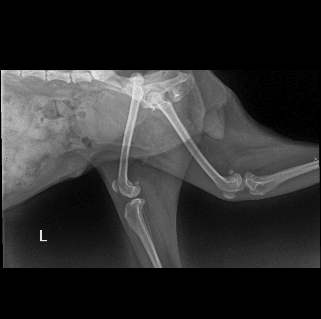 Canine Pelvis lateral radiograph — atlas reference