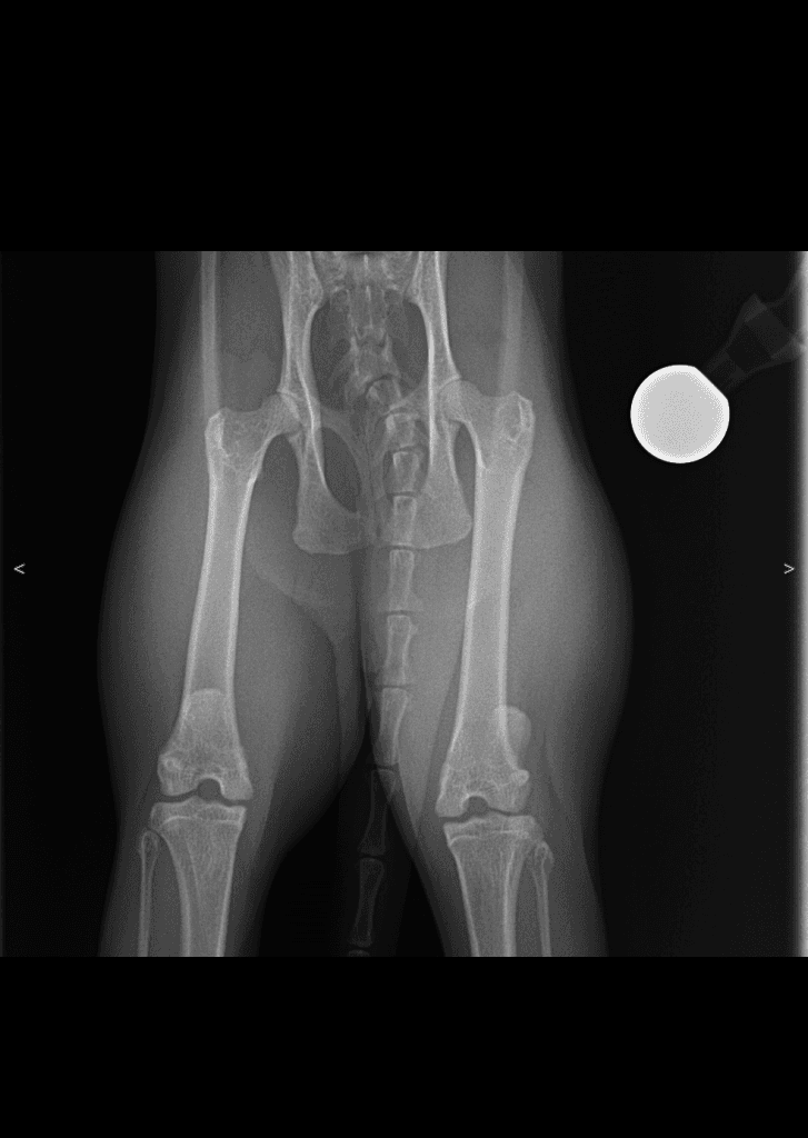 Canine Hindlimb VD radiograph — atlas reference