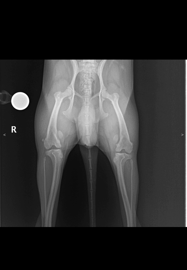 Canine Pelvis VD radiograph — atlas reference