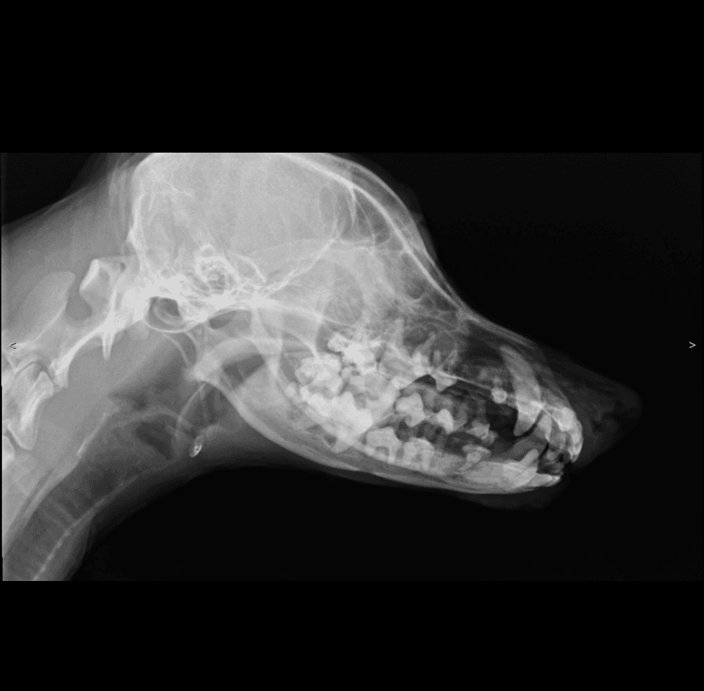 Canine Skull lateral radiograph — atlas reference