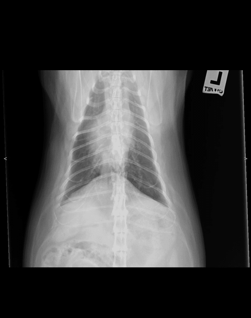Canine Spine VD radiograph — atlas reference