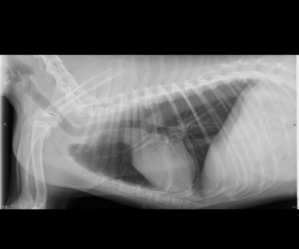 Canine Thorax lateral radiograph — atlas reference