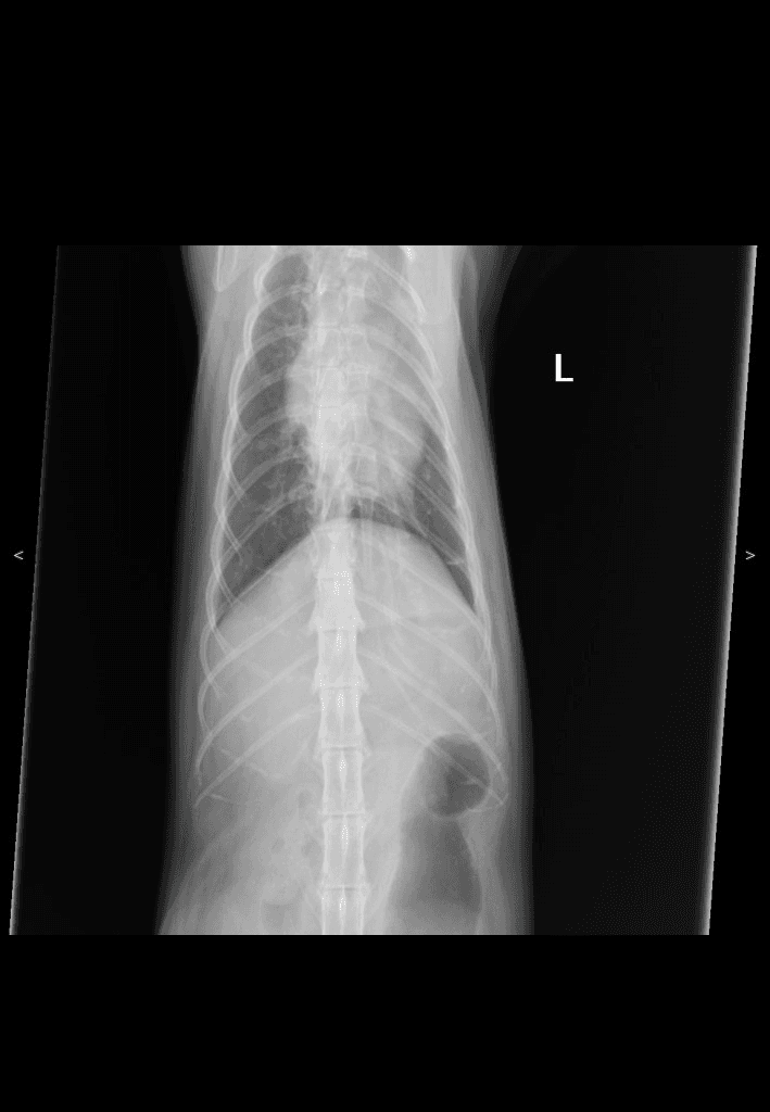 Canine Thorax VD radiograph — atlas reference