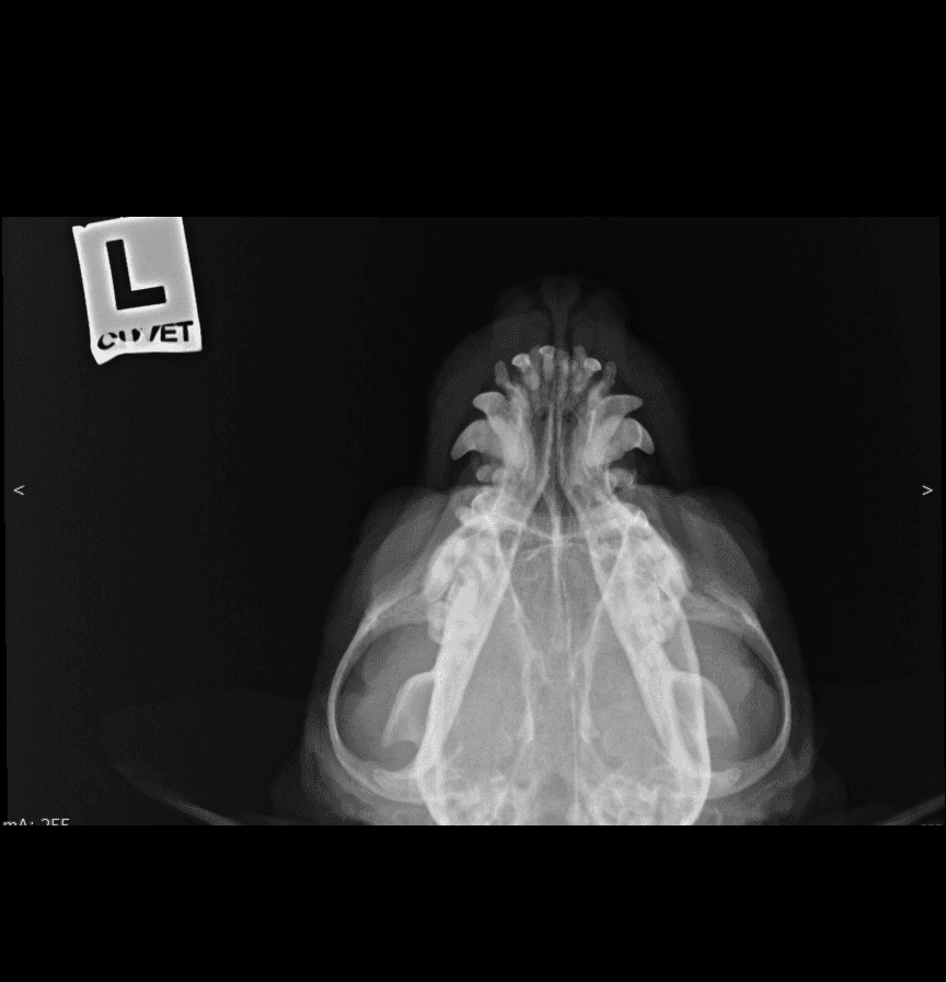 Feline Skull DV radiograph — atlas reference