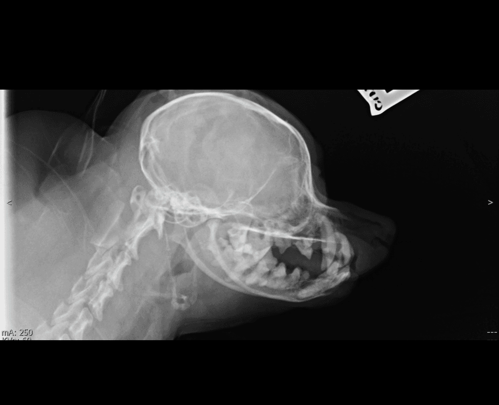 Feline Skull lateral radiograph — atlas reference
