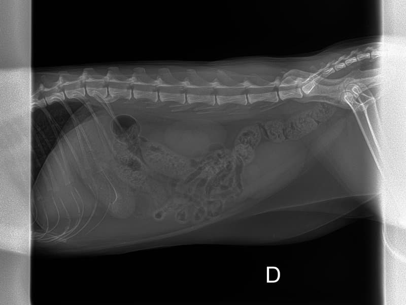 Feline Abdomen lateral radiograph — atlas reference