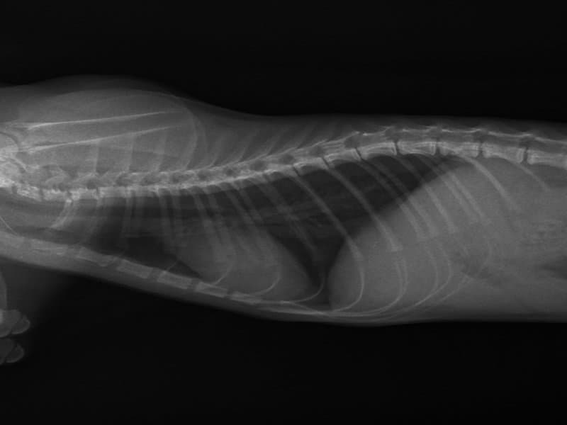 Feline Thorax lateral radiograph — atlas reference